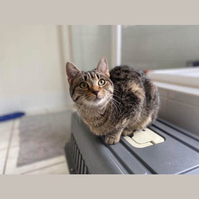 Photo of Caramel