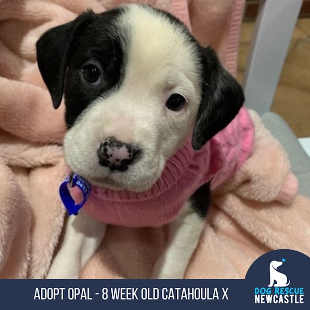 Photo of Opal   8 Week Old Catahoula X (Trial)