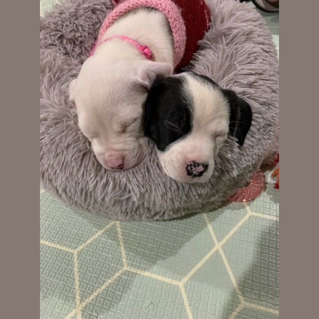 Photo of Opal   8 Week Old Catahoula X (Trial)