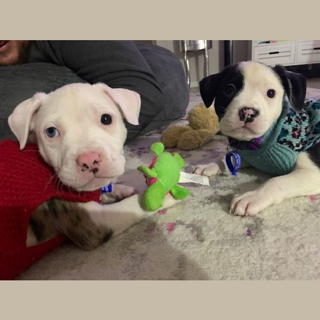 Photo of Opal   8 Week Old Catahoula X (Trial)