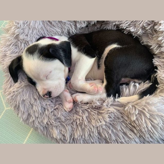 Photo of Opal   8 Week Old Catahoula X (Trial)
