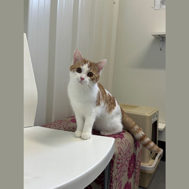 Photo of Tootsie