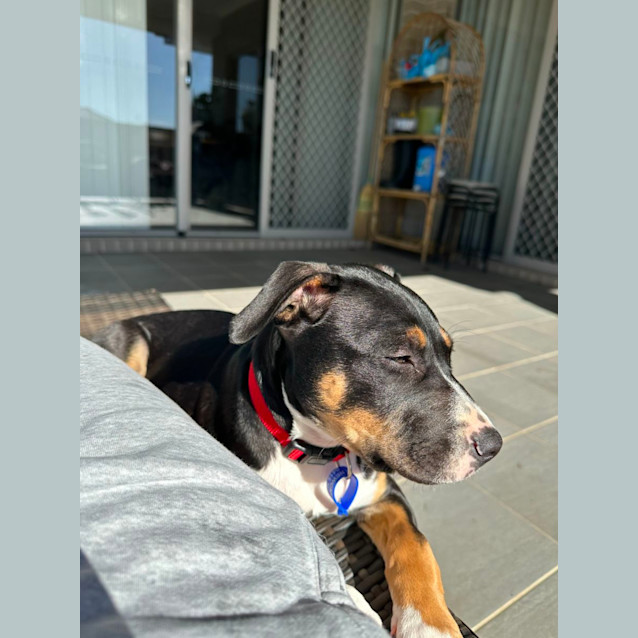 Photo of Monte Carlo   10 Week Old Border Collie X (Trial)