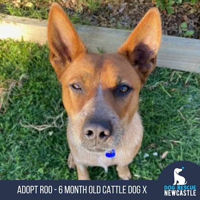 Photo of Roo   6 Month Old Cattle Dog X (Trial 6/7/23)