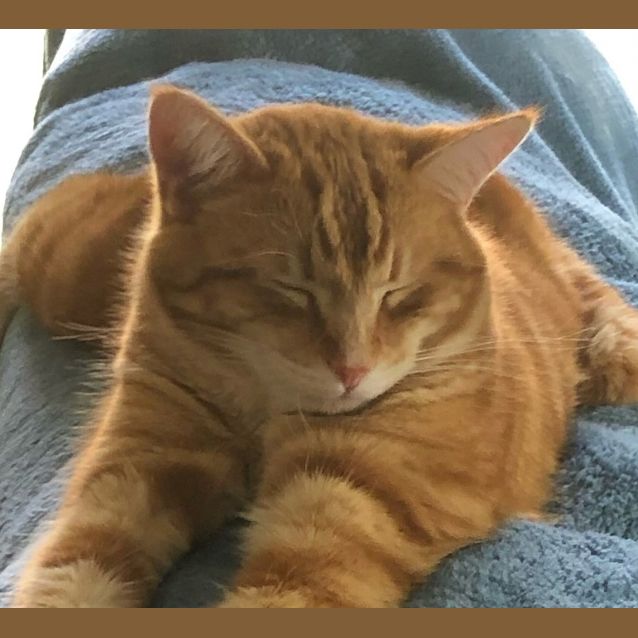 Photo of Harry (Sunny)