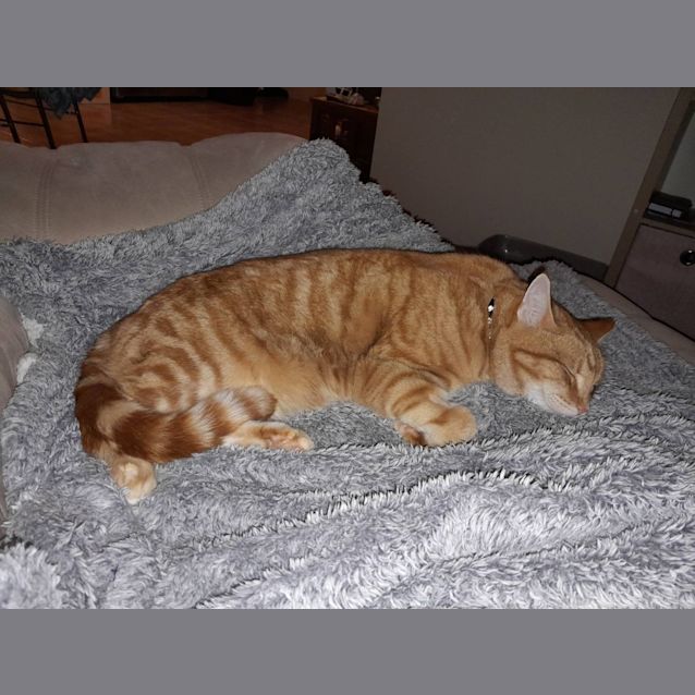 Photo of Harry (Sunny)