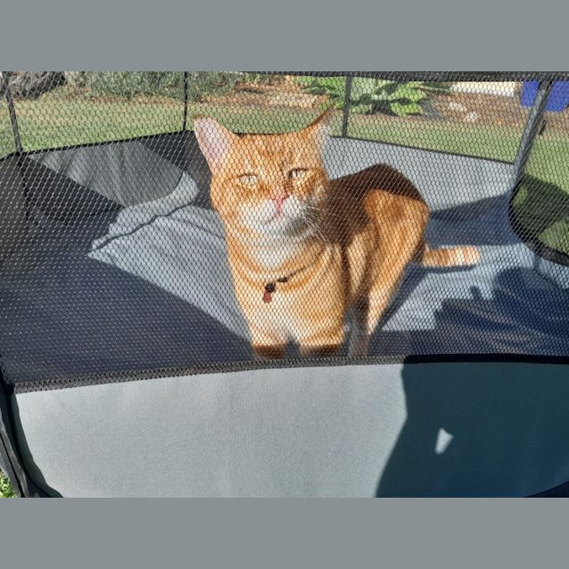 Photo of Harry (Sunny)