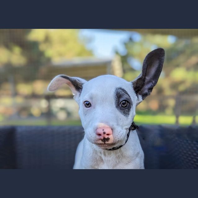 Photo of Patch