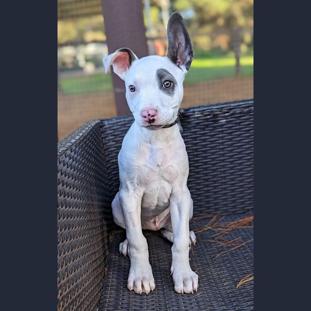 Photo of Patch