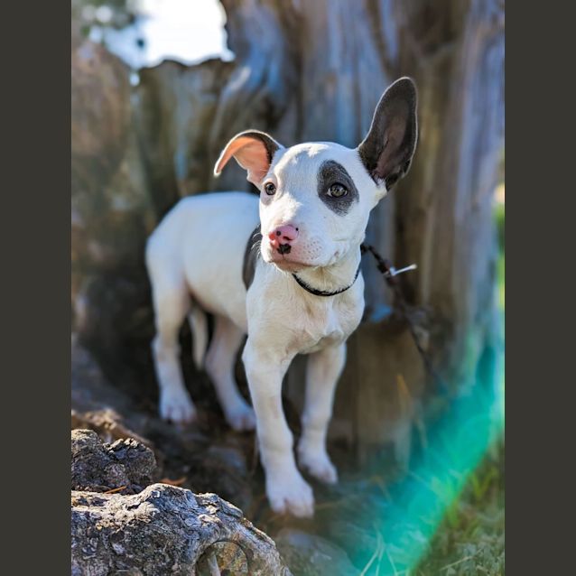 Photo of Patch