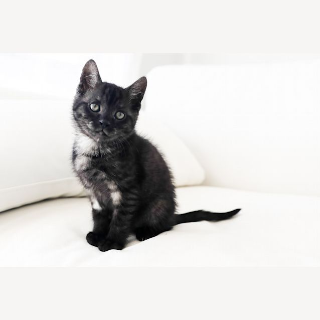 Photo of Mick Jagger