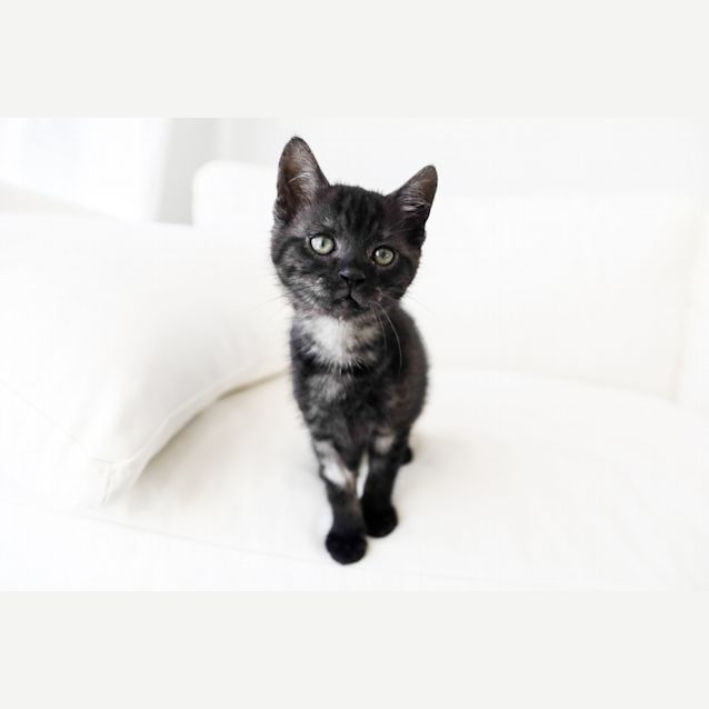 Photo of Mick Jagger