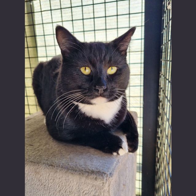 Photo of Sox 