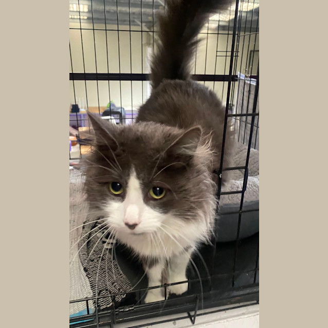 Photo of Smokey Joe