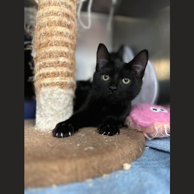 Photo of Trixie
