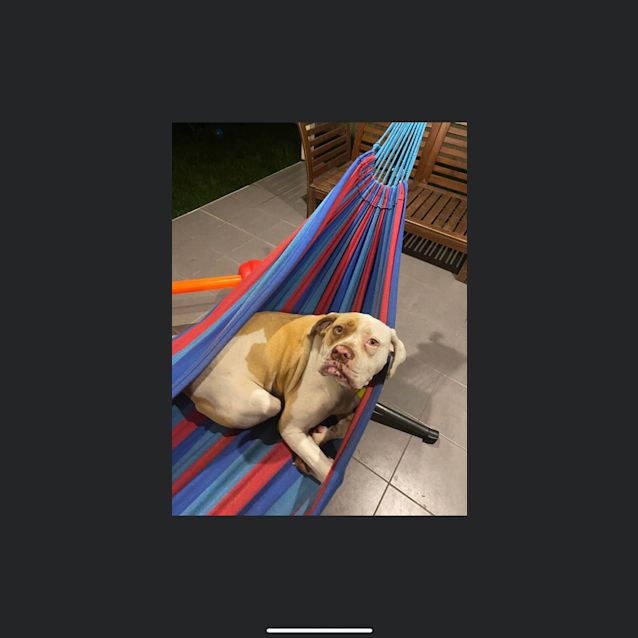 Photo of Lola 