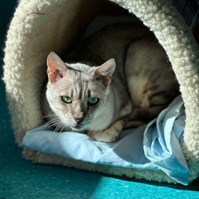 Photo of Snoodle