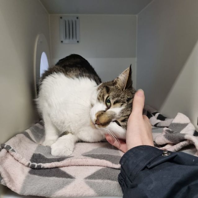 Photo of Snuggle Bug