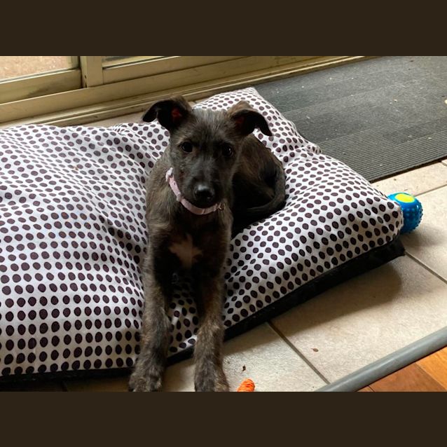 Photo of Twinky