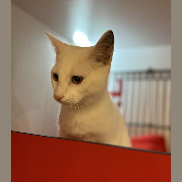 Photo of Mojo