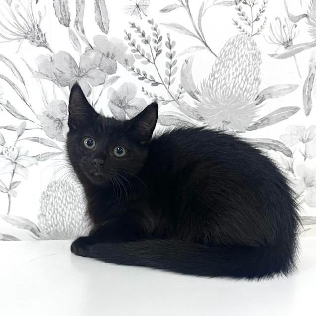 Photo of Mulberry   Located In Preston