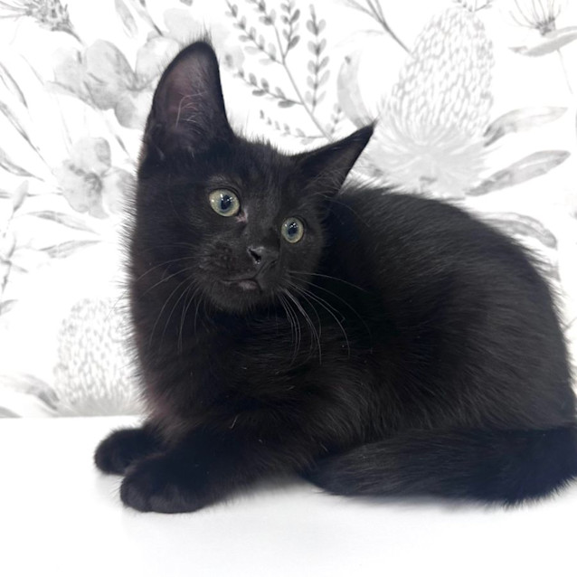 Photo of Mulberry   Located In Preston