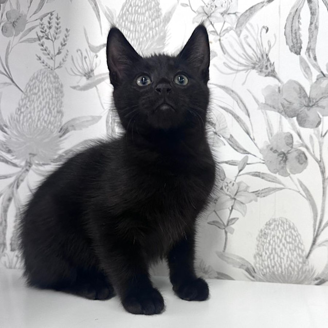 Photo of Mulberry   Located In Preston