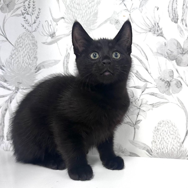 Photo of Mulberry   Located In Preston