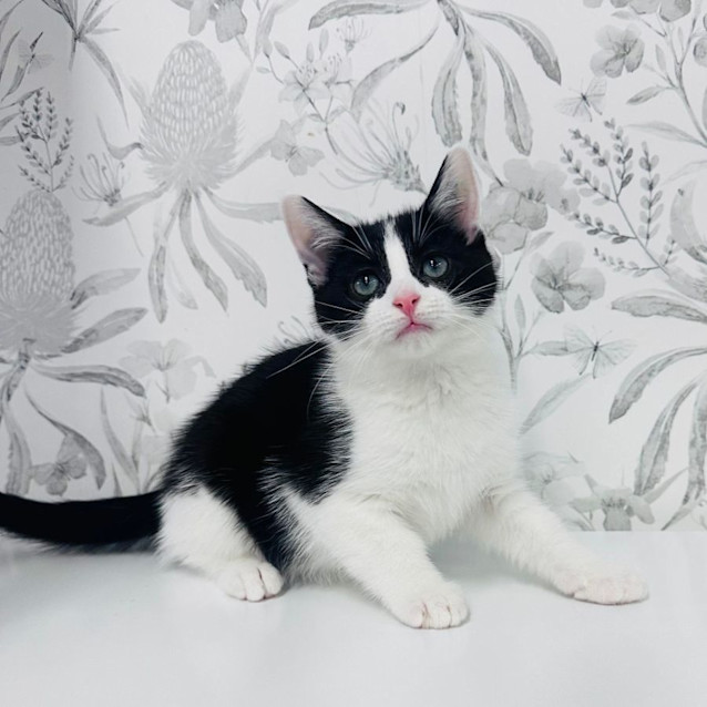 Photo of Pistachio   Located In Preston