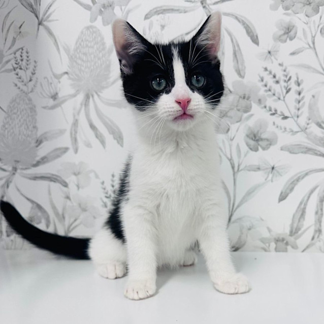 Photo of Pistachio   Located In Preston