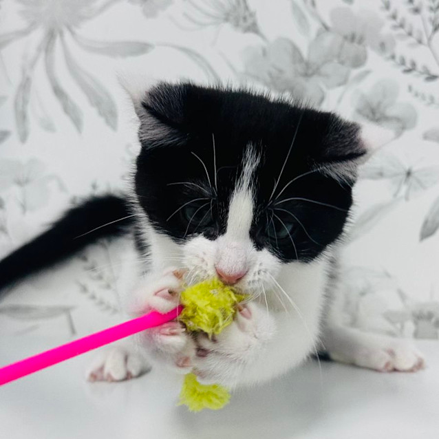 Photo of Pistachio   Located In Preston