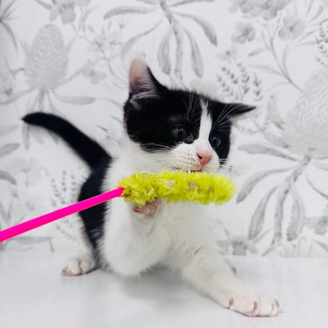Photo of Pistachio   Located In Preston