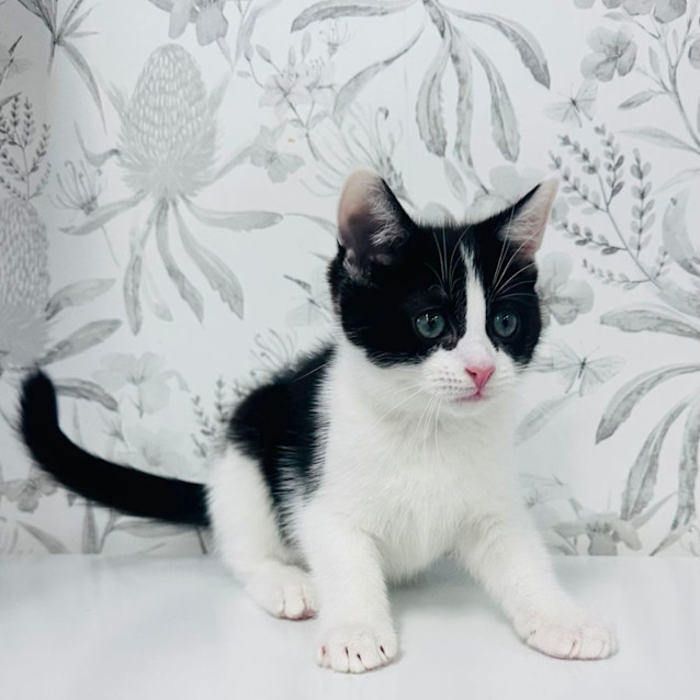 Photo of Pistachio   Located In Preston
