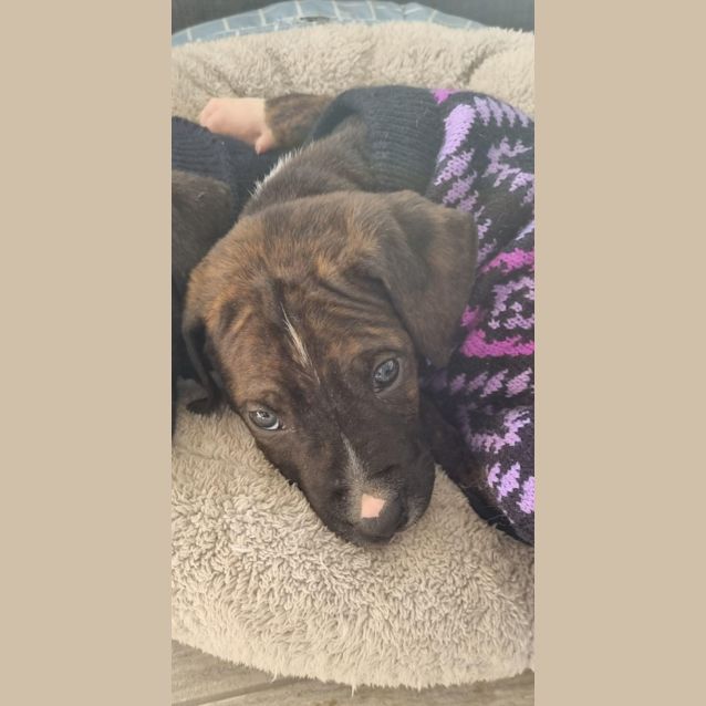 Photo of Maverick   8 Week Old Staffy X (Trial)