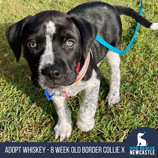 Photo of Whiskey   8 Week Old Border Collie X (Trial)