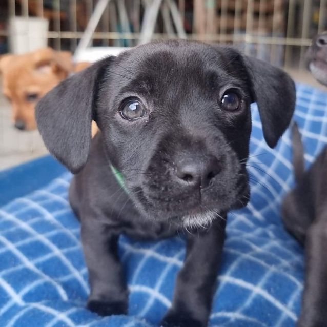 Photo of Pickles