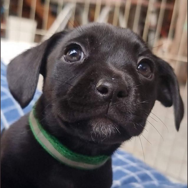 Photo of Pickles