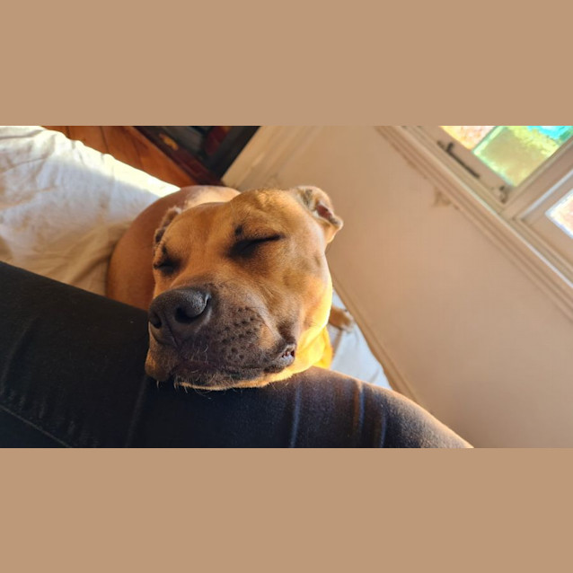 Photo of Ollie