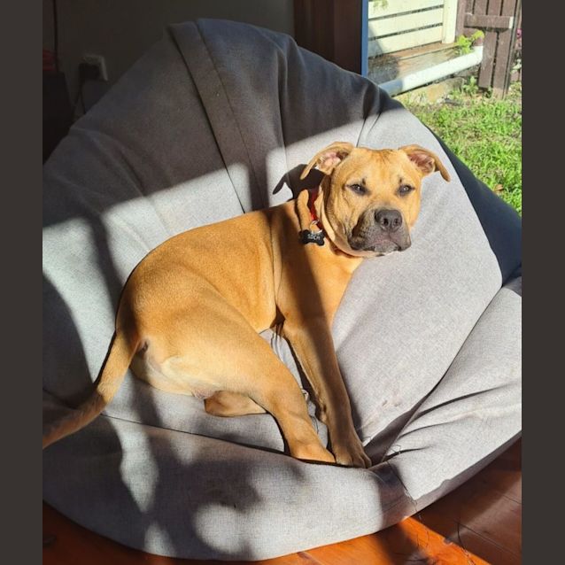 Photo of Ollie