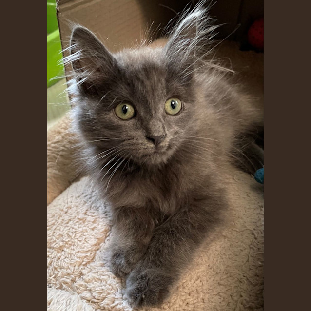 Photo of Jigglypuff