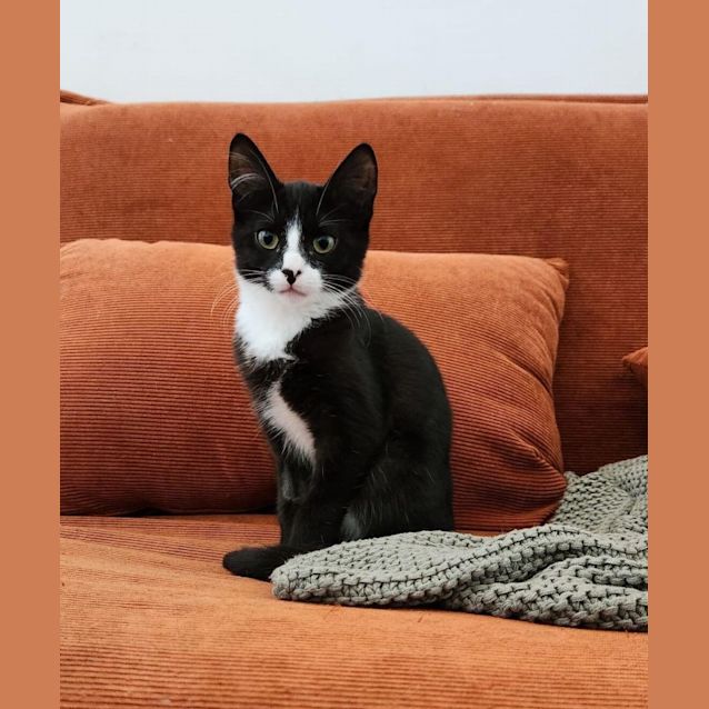 Photo of Zorba