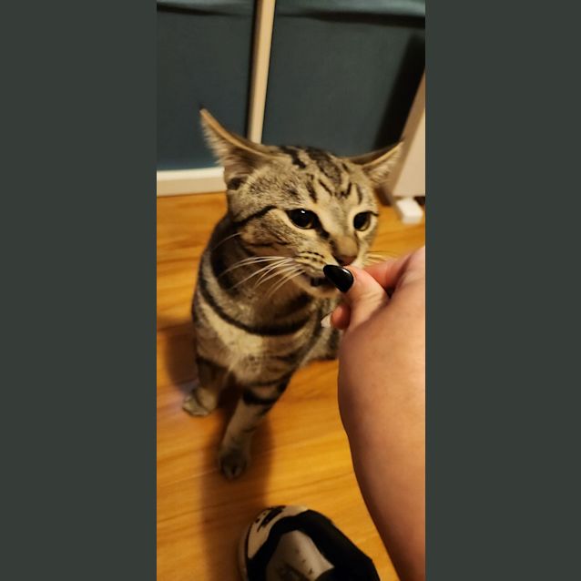 Photo of Pat The Cat