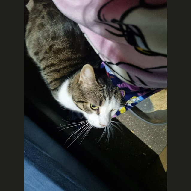 Photo of Benson 😸