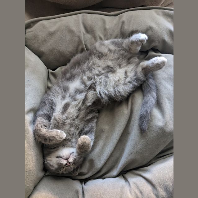 Photo of Gandalf The Grey ( Was Mars )