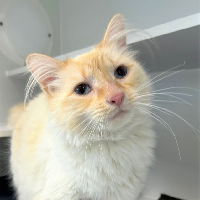 Photo of Falkor