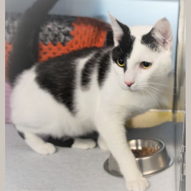 Photo of Snowflake