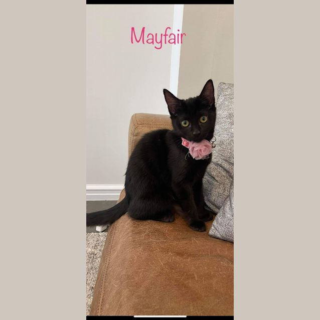 Photo of Mayfair