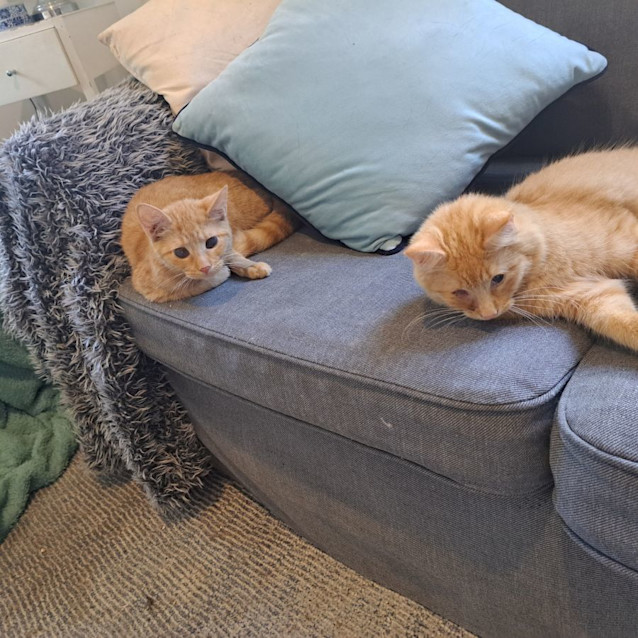 Photo of Goldie And Gotcha