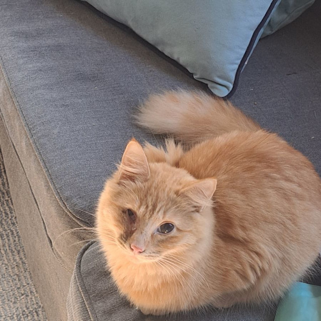 Photo of Goldie And Gotcha