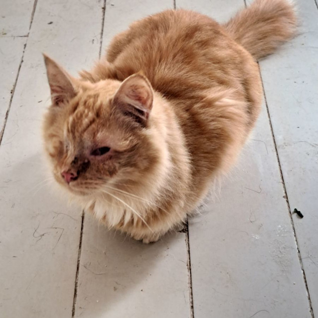 Photo of Goldie And Gotcha